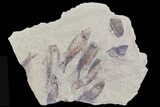Fossil Fish (Gosiutichthys) Mortality Plate - Lake Gosiute #68423-1